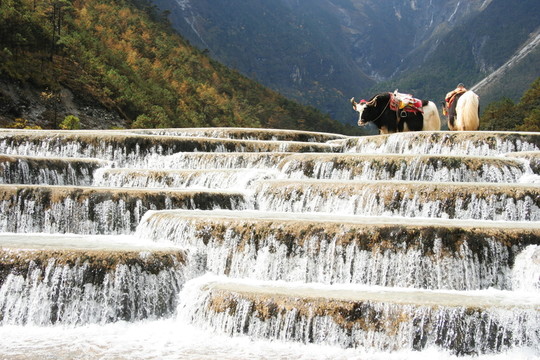 玉龍雪山白水河