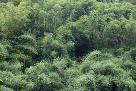 竹林