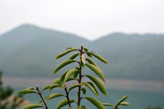 樹葉
