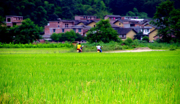 田野