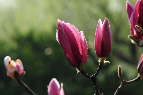 玉蘭花