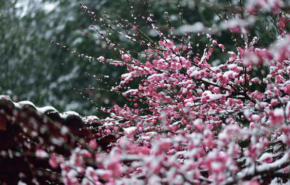 雪梅 梅花 紅梅 白雪 寒梅