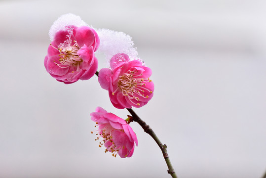 雪梅 梅花 紅梅 白雪 寒梅