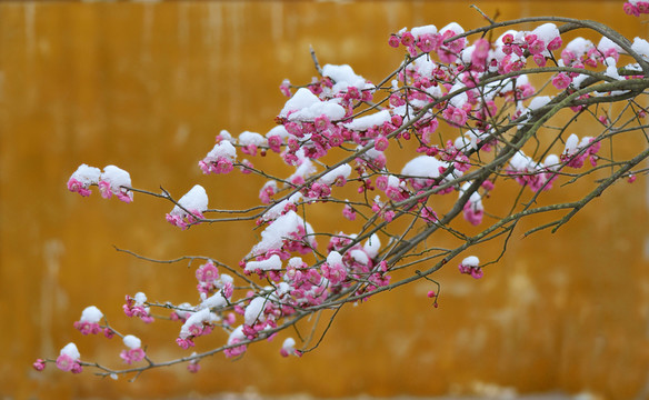 雪梅 梅花 紅梅 白雪 寒梅
