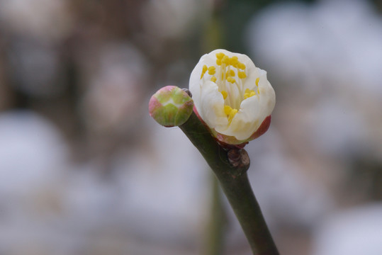 雪梅 梅花 梅 白雪 寒梅