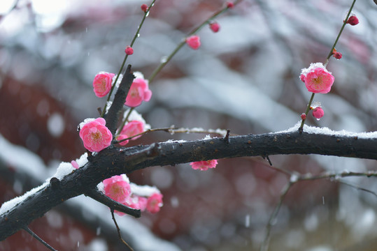 雪梅 梅花 紅梅 白雪 寒梅