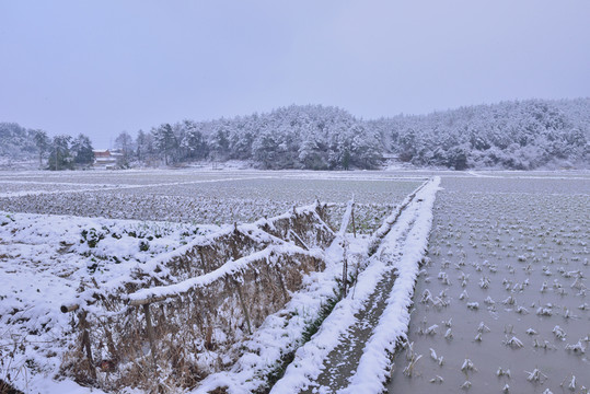 雪景 大雪 雪 雪村 雪樹(shù) 白