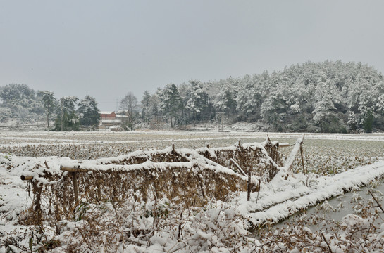 雪景 大雪 雪 雪村 雪樹
