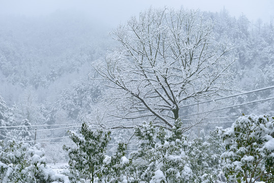 大雪 雪 雪村 雪樹 白雪 田