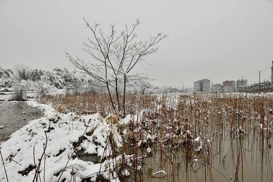 荷田 大雪 雪 雪村 雪樹