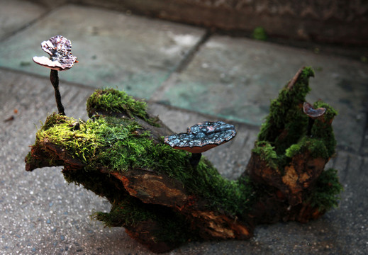 靈芝