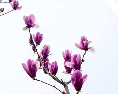 玉蘭花