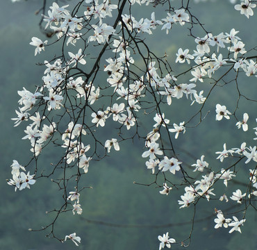 白玉蘭 木蘭 玉蘭花 玉樹(shù)