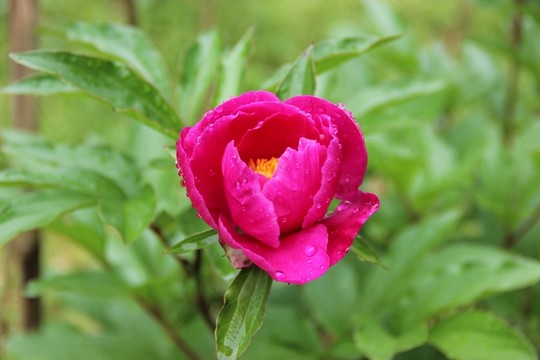 芍藥
