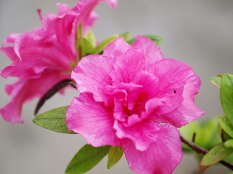 杜鵑花