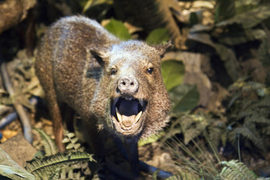 上?？萍拣^ 動物標(biāo)本 野生動物