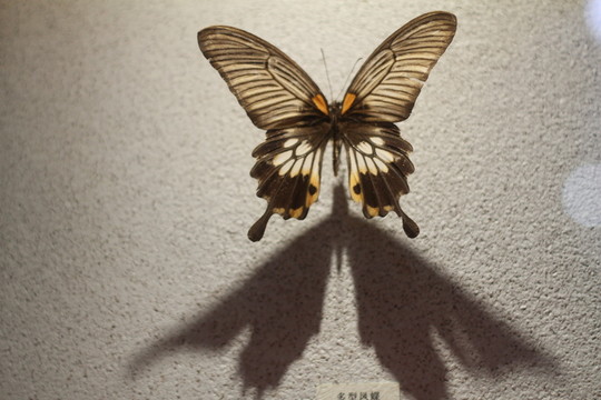 上海科技馆 动物标本 蝴蝶