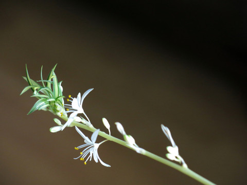 蘭花