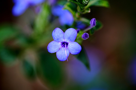 藍色小花