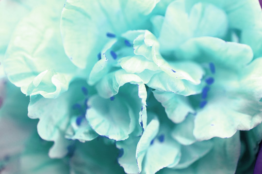 藍(lán)色花瓣