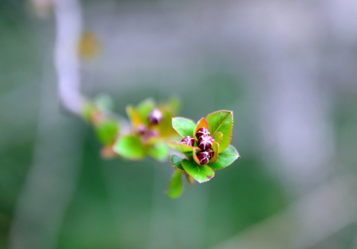 開花