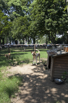 上海 淀山湖 休閑場(chǎng)所 犬舍
