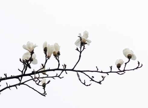 白玉蘭 玉蘭花