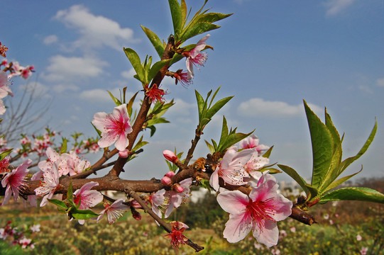 春來桃花開