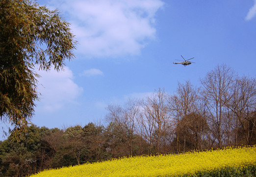田野風光油菜花