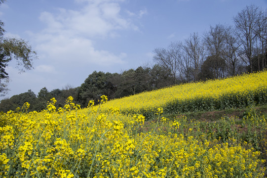 油菜花