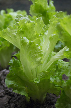 生菜