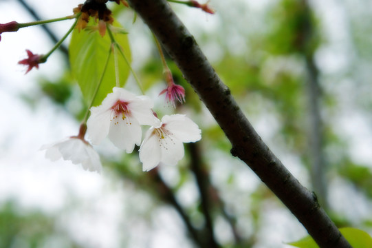 櫻花樹