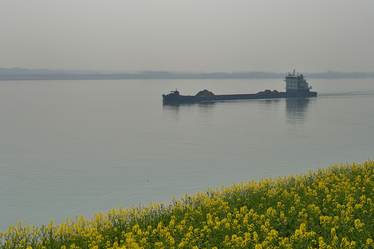 油菜田