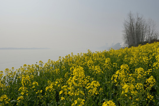 油菜田