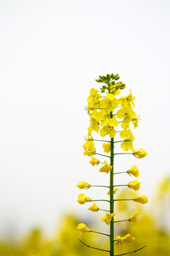 油菜花