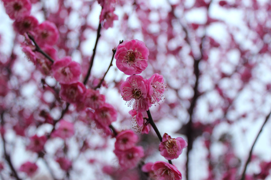 盛開的梅花