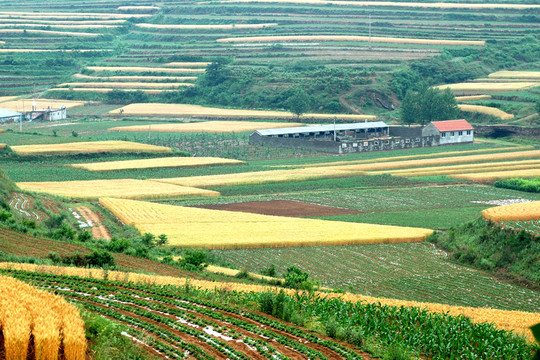 農(nóng)田