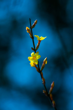 迎春花