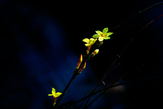 迎春花