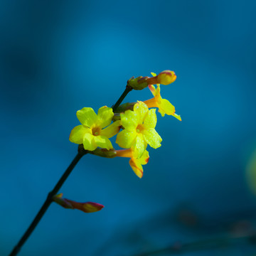 迎春花