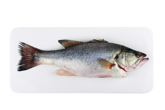 鱸魚(yú)