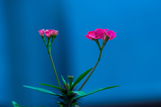 三角梅