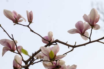 玉蘭花