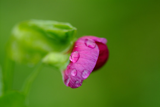 豌豆花