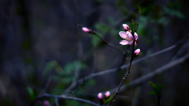 桃花