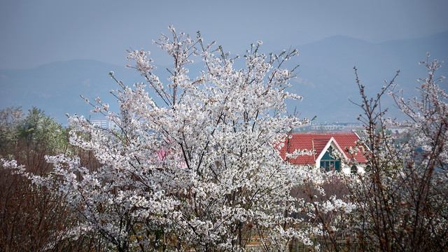 盛開(kāi)的櫻花
