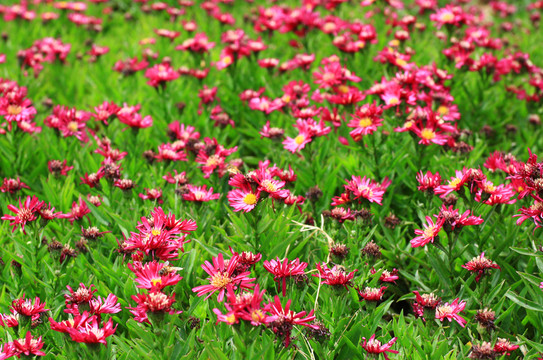 紅菊