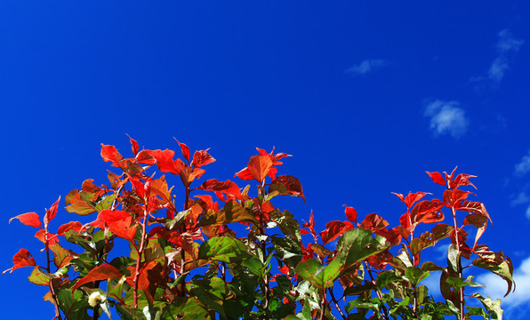 紅葉