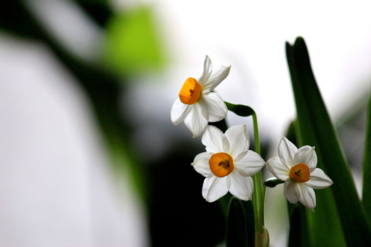 水仙花
