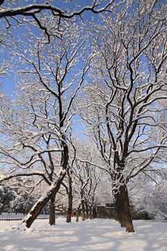 雪景
